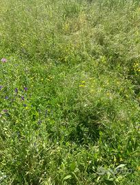 Fieno da campo misto