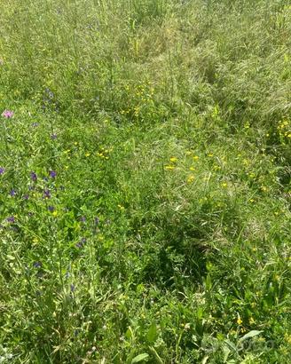 Fieno da campo misto