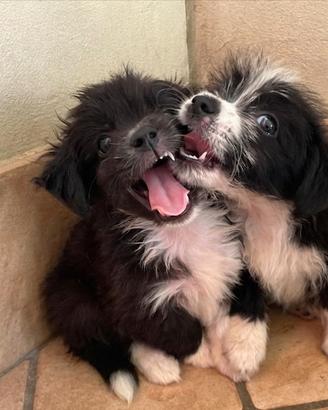 Cuccioli maschi mini due mesi mini toy