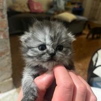 Scottish fold/straight