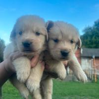 Cuccioli golden retriver