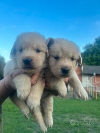 Cuccioli golden retriver