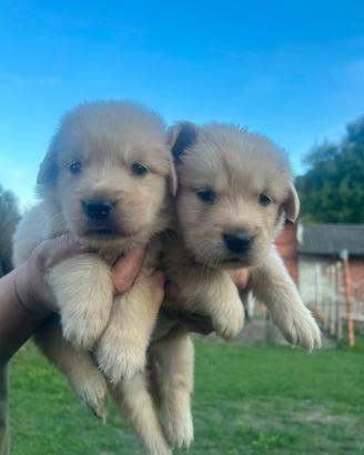 Cuccioli golden retriver
