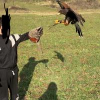 Poiana di harris +telemetria tinyloc