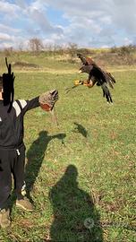 Poiana di harris +telemetria tinyloc