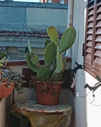 Pianta fico d'india 