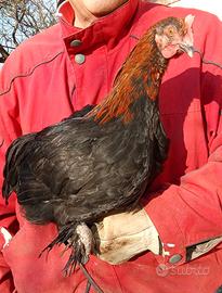 Gallo Marans 4 mesi