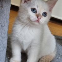 Incrocio bengala scottish