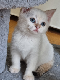 Incrocio bengala scottish