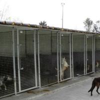 Box per cane