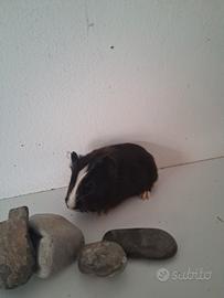 Cavie porcellini d'india