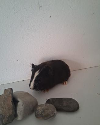 Cavie porcellini d'india