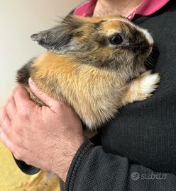 Cucciolo coniglio nano