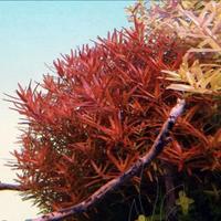 Rotala vietnam