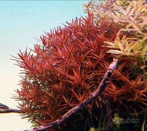 Rotala vietnam