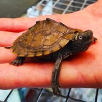 Tartarughe d'acqua dolce