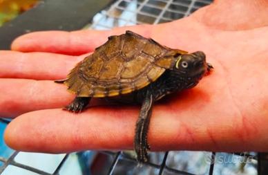 Tartarughe d'acqua dolce