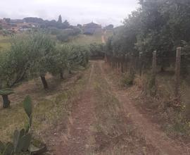 Terreno agricolo