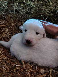 Pastore maremmano abruzzese