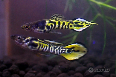 Guppy/endler tiger