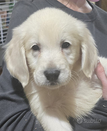 Cuccioli Golden Retriever