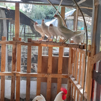 Disponibili galline di Livornese bianca