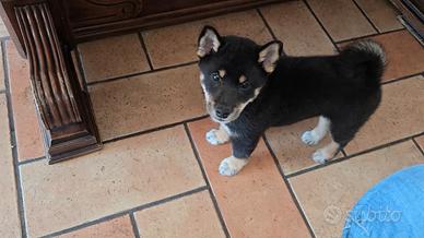 Cuccioli shiba inu