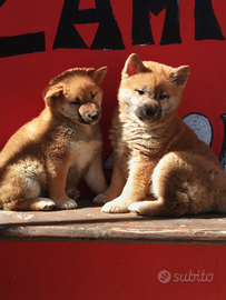 Shiba Inu pedigree Enci