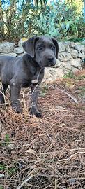 cucciolo Cane Corso 
