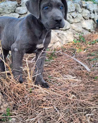 cucciolo Cane Corso 