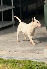 Bull terrier