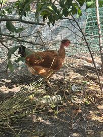 Galline collo nudo