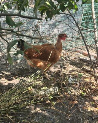 Galline collo nudo