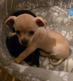 Cuccioli di chihuahua