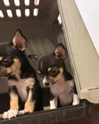 Chihuahua