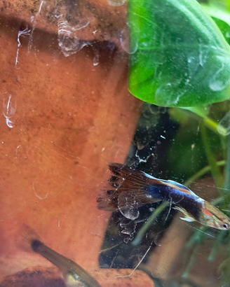 Guppy