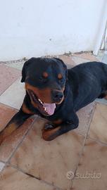 rottweiler per monta