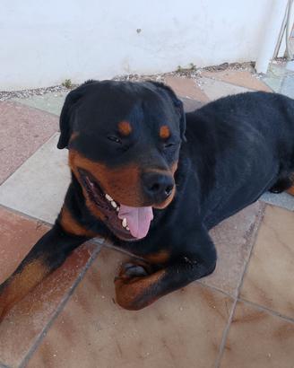 rottweiler per monta