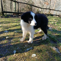Border Collie cuccioli alta genealogia Supre Top