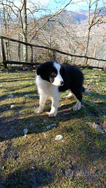 Border Collie cuccioli alta genealogia Supre Top
