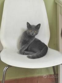 Certosini gattini