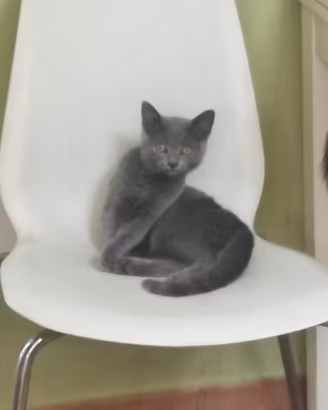 Certosini gattini