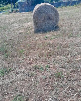 Rotoloni fieno Avena 2026