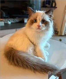 Be££issimi Cuccioli di Ragdoll PURI