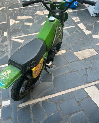 Cimatti kaiman baby 50