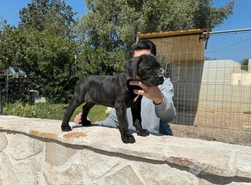 Cucciolotti di cane corso