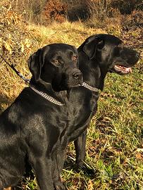 Cuccioli labrador linee lavoro