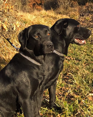 Cuccioli labrador linee lavoro