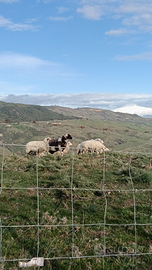 Piccolo gregge di pecore