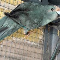 Kakariki pronti alla riproduzione